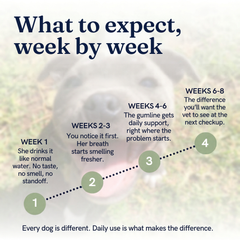Klave Gum Shield results timeline — what to expect week by week from Week 1 through Week 8
