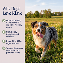 Why dogs love Klave — Pro-Vitamin B5 supports healthy gums with a tasteless odorless formula