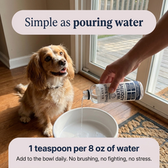 How to use Klave Gum Shield — add 1 teaspoon per 8 oz of water to your dog's bowl daily