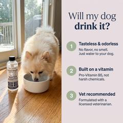 Will my dog drink it — Klave Gum Shield is tasteless, odorless, and vet recommended