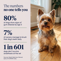 Dog dental health statistics — 80 percent of dogs show gum disease by age 3, only 7 percent of owners brush daily